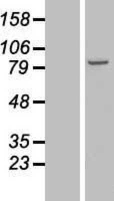Western Blot NSD3 Overexpression Lysate