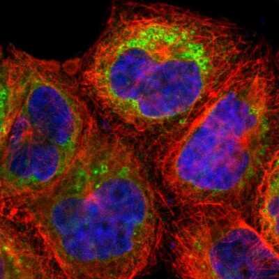 Immunocytochemistry/Immunofluorescence: NSDHL Antibody [NBP1-83307] - Staining of human cell line A-431 shows localization to endoplasmic reticulum & lipid droplets. Antibody staining is shown in green.