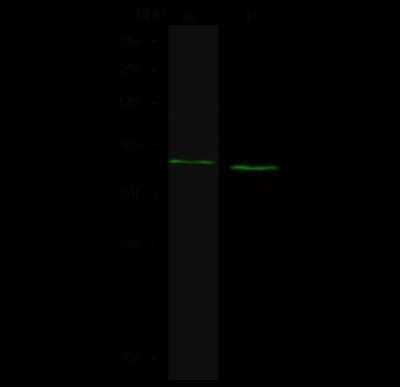 Western Blot: NSDHL Antibody [NBP2-99165] - Anti-NSDHL rabbit polyclonal antibody at 1:500 dilution. Lane A: A431 Whole Cell Lysate. Lane B: HepG2 Whole Cell Lysate. Lysates/proteins at 30 ug per lane. Secondary Goat Anti- Rabbit IgG H&L (Dylight 800) at 1/10000 dilution. Developed using the Odyssey technique. Performed under reducing conditions. Predicted band size: 42 kDa. Observed band size: 39 kDa