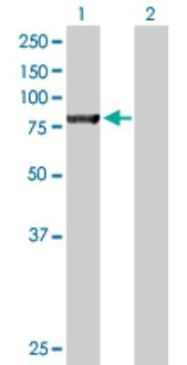 Western Blot: NSF Antibody [H00004905-B01P] - Analysis of NSF expression in transfected 293T cell line by NSF polyclonal antibody.  Lane 1: NSF transfected lysate(81.84 KDa). Lane 2: Non-transfected lysate.