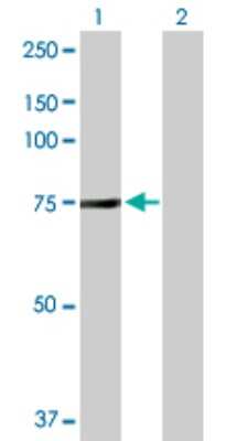 Western Blot: NSF Antibody [H00004905-D01P] - Analysis of NSF expression in transfected 293T cell line by NSF polyclonal antibody.Lane 1: NSF transfected lysate(82.60 KDa).Lane 2: Non-transfected lysate.