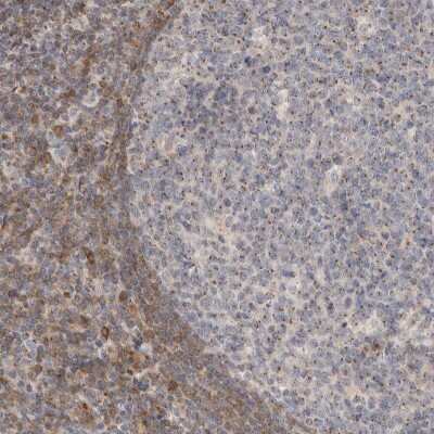 Immunohistochemistry-Paraffin: NSMAF Antibody [NBP1-84737] - Staining of human tonsil shows moderate cytoplasmic positivity in both germinal and non-germinal center cells.