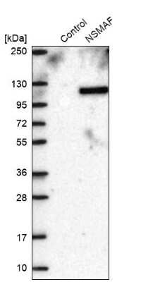 Western Blot: NSMAF Antibody [NBP1-84736] - Analysis in control (vector only transfected HEK293T lysate) and NSMAF over-expression lysate (Co-expressed with a C-terminal myc-DDK tag (3.1 kDa) in mammalian HEK293T cells).