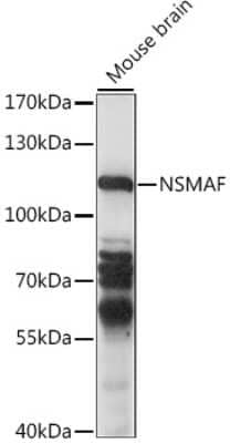 Western Blot: NSMAF Antibody [NBP2-93553] - Analysis of extracts of mouse brain, using NSMAF at 1:1000 dilution.Secondary antibody: HRP Goat Anti-Rabbit IgG (H+L) at 1:10000 dilution.Lysates/proteins: 25ug per lane.Blocking buffer: 3% nonfat dry milk in TBST.Detection: ECL Basic Kit .Exposure time: