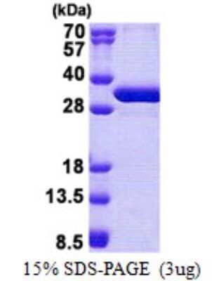 SDS-Page: NSMCE1 Protein [NBP2-23292]