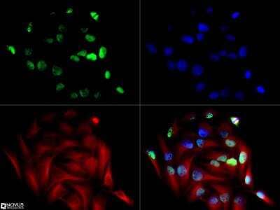 Immunocytochemistry/Immunofluorescence: NSP 5 alpha 3 alpha Antibody [NB100-517] - The NSP 5 alpha 3 antibody was tested in Hela cells at a 1:250 dilution against Dylight 488 (Green). Alpha tubulin and nuclei were counterstained with Dylight 550 (Red) and DAPI (Blue), respectively.