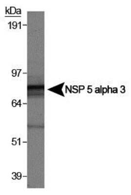 Western Blot: NSP 5 alpha 3 alpha Antibody [NB100-518] - Analysis of NSP 5 alpha 3 on HeLa whole cell extract.