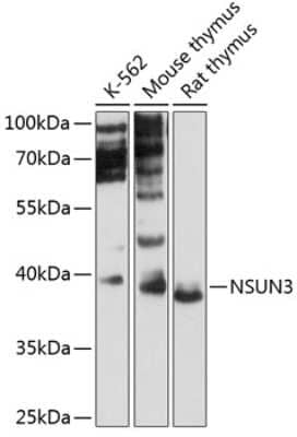 Western Blot NSUN3 Antibody - Azide and BSA Free