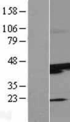 Western Blot: SUNC1 Overexpression Lysate [NBP2-11218] - Left-Empty vector transfected control cell lysate (HEK293 cell lysate); Right -Over-expression Lysate for SUNC1.