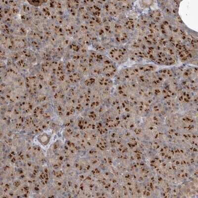 Immunohistochemistry-Paraffin: NSUN4 Antibody [NBP1-82733] - Staining of human pancreas shows strong cytoplasmic positivity in exocrine glandular cells.