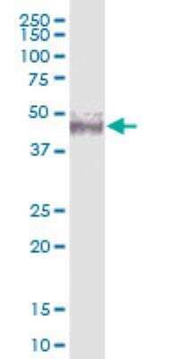 Western Blot: NSUN4 Antibody [H00387338-B01P-50ug] - NSUN4 MaxPab polyclonal antibody. Western Blot analysis of NSUN4 expression in human placenta.
