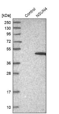 Western Blot NSUN4 Antibody - BSA Free