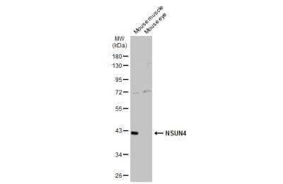 Western Blot NSUN4 Antibody - BSA Free
