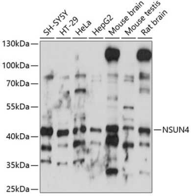 Western Blot: NSUN4 Antibody [NBP2-95156] - Analysis of extracts of various cell lines, using NSUN4 at 1:1000 dilution.Secondary antibody: HRP Goat Anti-Rabbit IgG (H+L) at 1:10000 dilution.Lysates/proteins: 25ug per lane.Blocking buffer: 3% nonfat dry milk in TBST.Detection: ECL Basic Kit .Exposure time: 10s.
