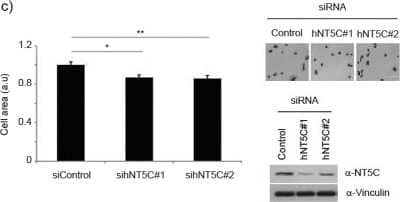 Knockdown Validated NT5C Antibody