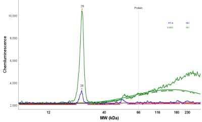 Simple Western: NT5C Antibody [NBP1-84563] - Electropherogram image(s) of corresponding Simple Western lane view. NT5C antibody was used at 1:20 dilution on U-2OS lysates(s).