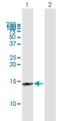 Western Blot: NT5C Antibody [H00030833-B01P] - Analysis of NT5C expression in transfected 293T cell line by NT5C polyclonal antibody.  Lane 1: NT5C transfected lysate(12.87 KDa). Lane 2: Non-transfected lysate.