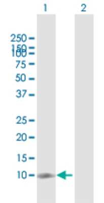 Western Blot: NT5C Antibody [H00030833-D01P] - Analysis of NT5C expression in transfected 293T cell line by NT5C polyclonal antibody.Lane 1: NT5C transfected lysate(13.30 KDa).Lane 2: Non-transfected lysate.