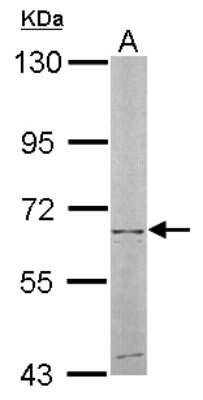 Western Blot: NT5C2 Antibody [NBP1-31404] - Sample (50 ug of whole cell lysate) A: mouse liver 7. 5% SDS PAGE, antibody diluted at 1:500.