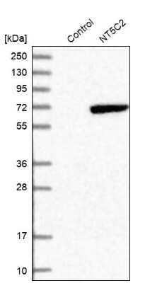 Western Blot: NT5C2 Antibody [NBP1-85526] - Analysis in control (vector only transfected HEK293T lysate) and NT5C2 over-expression lysate (Co-expressed with a C-terminal myc-DDK tag (3.1 kDa) in mammalian HEK293T cells).