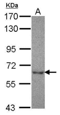 Western Blot: NT5C2 Antibody [NBP2-19597] - Sample (30 ug of whole cell lysate) A: HepG2 7. 5% SDS PAGE gel, diluted at 1:1000.