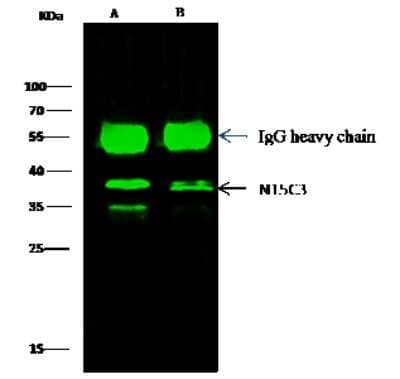 Immunoprecipitation: NT5C3 Antibody [NBP3-00212] - NT5C3 was immunoprecipitated using: Lane A: 0.5 mg Jurkat Whole Cell Lysate. Lane B: 0.5 mg HepG2 Whole Cell Lysate 2 ul anti-NT5C3 rabbit polyclonal antibody and 15 ul of 50 % Protein G agarose. Primary antibody: Anti-NT5C3 rabbit polyclonal antibody, at 1:200 dilution. Secondary antibody: Dylight 800-labeled antibody to rabbit IgG (H+L), at 1:5000 dilution. Developed using the Odyssey technique. Performed under reducing conditions. Predicted band size: 38 kDa. Observed band size: 38 kDa