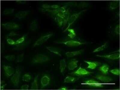 Immunocytochemistry/Immunofluorescence: NT5M Antibody (3E2) [H00056953-M02] - Analysis of monoclonal antibody to NT5M on HeLa cell . Antibody concentration 10 ug/ml.