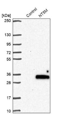 Western Blot NT5M Antibody