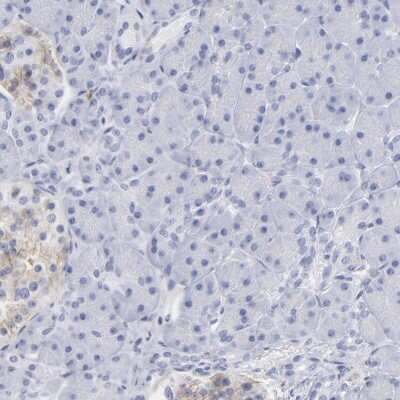 Immunohistochemistry-Paraffin: NTAL Antibody [NBP1-89661] - Staining of human pancreas shows low expression as expected.