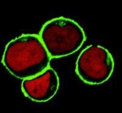 Immunocytochemistry/Immunofluorescence: NTAL Antibody (NAP-07) [NB500-341] - Subcellular localization of NTAL by confocal microscopy in THP-1 human acute monocytic leukemia cell line.  THP-1 cells were permeabilized and immunostained using anti-NTAL (NAP-07; green). Nuclei are vizualized by propidium iodide (red).