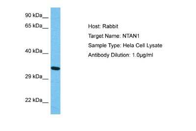 Western Blot NTAN1 Antibody - BSA Free