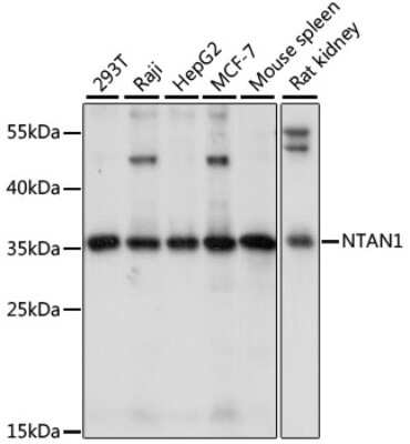 Western Blot NTAN1 Antibody - Azide and BSA Free