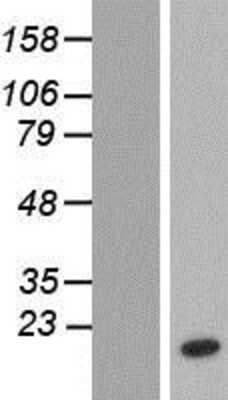 Western Blot NTF2 Overexpression Lysate