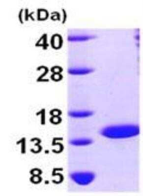 SDS-PAGE Recombinant Human NTF2 His Protein