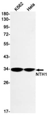 Western Blot: NTH1 Antibody (S08-8E9) [NBP3-19722] - Western blot detection of NTH1 in K562, Hela cell lysates using NBP3-19722 (1:1000 diluted). Predicted band size: 34kDa. Observed band size: 34kDa.