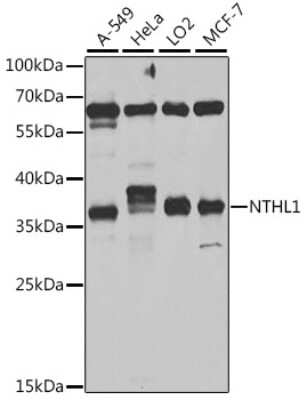 Western Blot: NTH1 Antibody [NBP2-95213] - Analysis of extracts of various cell lines, using NTH1 at 1:1000 dilution.Secondary antibody: HRP Goat Anti-Rabbit IgG (H+L) at 1:10000 dilution.Lysates/proteins: 25ug per lane.Blocking buffer: 3% nonfat dry milk in TBST.Detection: ECL Basic Kit .Exposure time: 5s.