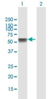 Western Blot: NTN5 Antibody [H00126147-B01P] - Analysis of NTN5 expression in transfected 293T cell line by NTN5 polyclonal antibody.  Lane 1: NTN5 transfected lysate(53.79 KDa). Lane 2: Non-transfected lysate.