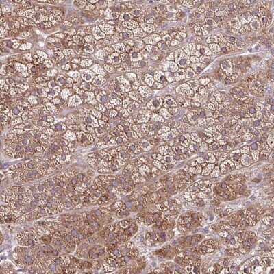 Immunohistochemistry-Paraffin: NTPCR Antibody [NBP2-38724] - Staining of human adrenal gland shows cytoplasmic positivity in glandular cells.