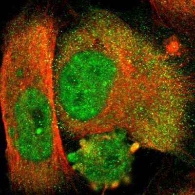 Immunocytochemistry/Immunofluorescence: NUAK2 Antibody [NBP1-81880] - Staining of human cell line U-251 MG shows localization to nucleoplasm, nucleoli fibrillar center & cytosol. Antibody staining is shown in green.