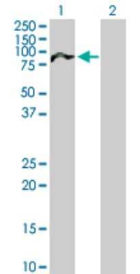 Western Blot: NUAK2 Antibody [H00081788-B01P] - Analysis of NUAK2 expression in transfected 293T cell line by NUAK2 polyclonal antibody.  Lane 1: NUAK2 transfected lysate(69.08 KDa). Lane 2: Non-transfected lysate.