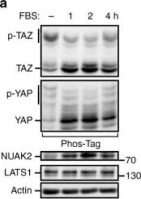 Western Blot: NUAK2 Antibody [NBP1-81880] - NUAK2 activity is involved in serum-induced or LPA-induced YAP/TAZ dephosphorylation and activation. FBS and LPA activate YAP/TAZ and induce NUAK2 expression. YAP/TAZ phosphorylation status was monitored using Phos-Tag gels, while NUAK2 and ANKRD1 mRNA expression was determined by qPCR at the indicated times. Expression data are plotted as the mean +/- SD (n = 3). Image collected and cropped by CiteAb from the following publication (//www.nature.com/articles/s41467-018-05939-2), licensed under a CC-BY license.