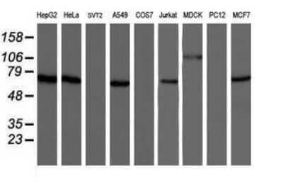 Western Blot: NUB1/NYREN18 Antibody (OTI2G1) - Azide and BSA Free [NBP2-73082] - Analysis of extracts (35ug) from 9 different cell lines (HepG2: human; HeLa: human; SVT2: mouse; A549: human; COS7: monkey; Jurkat: human; MDCK: canine; PC12: rat; MCF7: human).