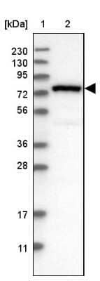 Western Blot: NUB1/NYREN18 Antibody [NBP2-48553] - Lane 1: Marker [kDa] 230, 130, 95, 72, 56, 36, 28, 17, 11Lane 2: Human cell line RT-4