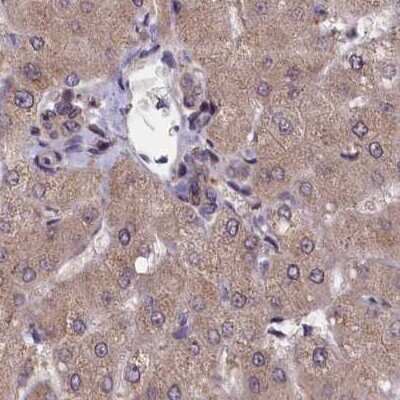 Immunohistochemistry-Paraffin: NUBP1 Antibody [NBP1-92204] - Staining of human liver.