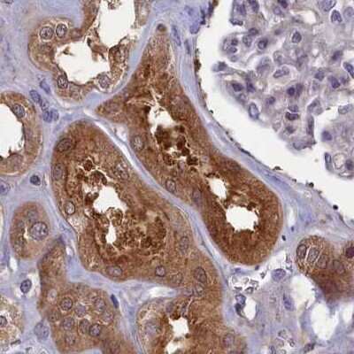 Immunohistochemistry-Paraffin: NUBP1 Antibody [NBP1-92204] - Staining of human kidney.