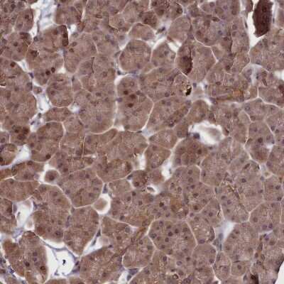 Immunohistochemistry-Paraffin: NUBP1 Antibody [NBP1-92205] - Staining of human pancreas shows moderate cytoplasmic positivity in exocrine glandular cells.