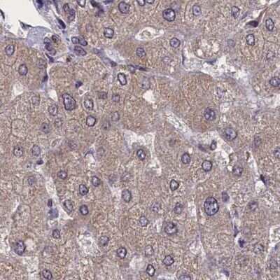 Immunohistochemistry-Paraffin: NUBP1 Antibody [NBP1-92205] - Staining of human liver.