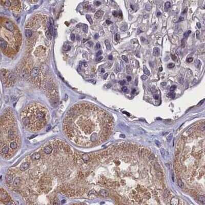 Immunohistochemistry-Paraffin: NUBP1 Antibody [NBP1-92205] - Staining of human kidney.