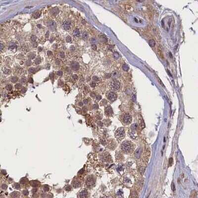 Immunohistochemistry-Paraffin: NUBP1 Antibody [NBP1-92205] - Staining of human testis.