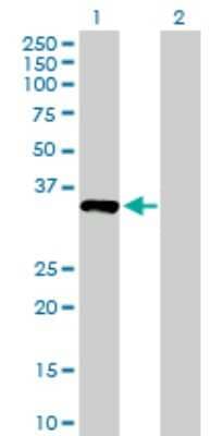 Western Blot: NUBP1 Antibody [H00004682-B01P] - Analysis of NUBP1 expression in transfected 293T cell line by NUBP1 polyclonal antibody.  Lane 1: NUBP1 transfected lysate(35.2 KDa). Lane 2: Non-transfected lysate.